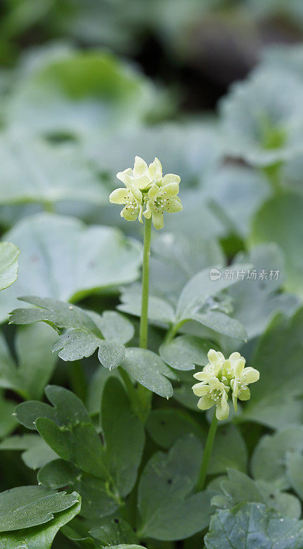 莫沙泰尔(Adoxa moschatellina)